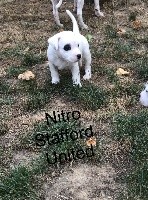 NITRO