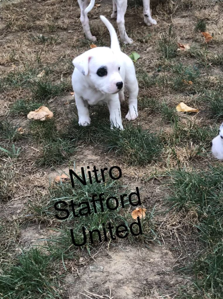 Stafford United - Staffordshire Bull Terrier - Portée née le 27/06/2017